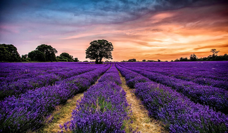 Mayfield Lavender is an organic lavender farm on the Surrey Downs © Mayfield Lavender