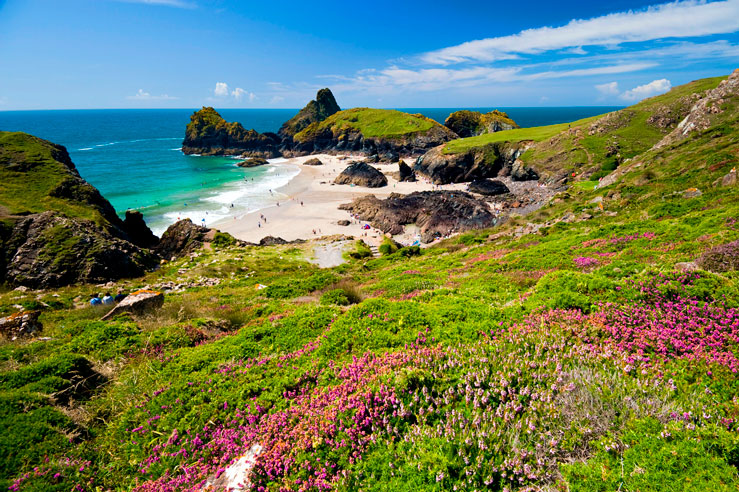 Heather on the hillside above Kynance Cove, the Lizard Peninsula © Myles New / Lonely Planet