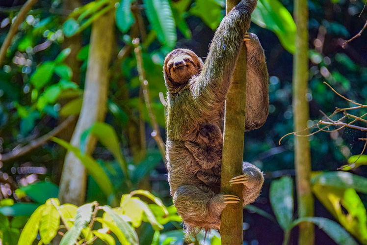 Costa Rica is reopening to travel &copy;Emma Shaw/Lonely Planet
