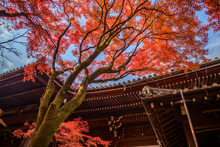 The buildings of the ancient capital Nara are surrounded by beautiful foliage in the autumn months © John Su / 500px / Getty Images