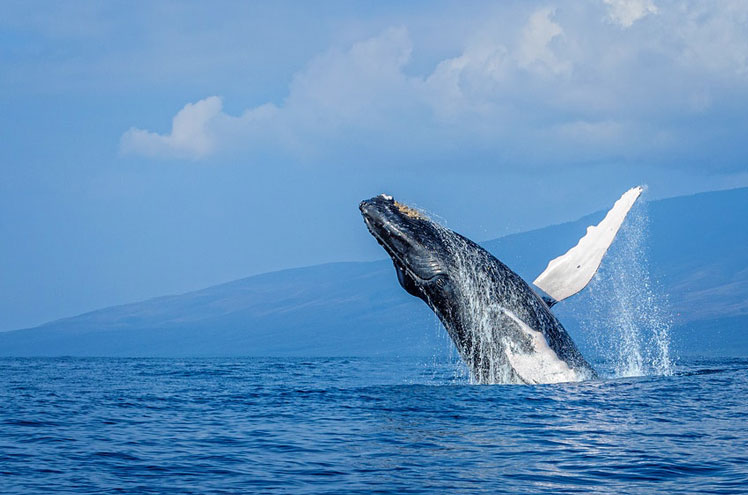 From whale watching to epic road trips, these are Maui's top experiences © Justin DeLara / 500px