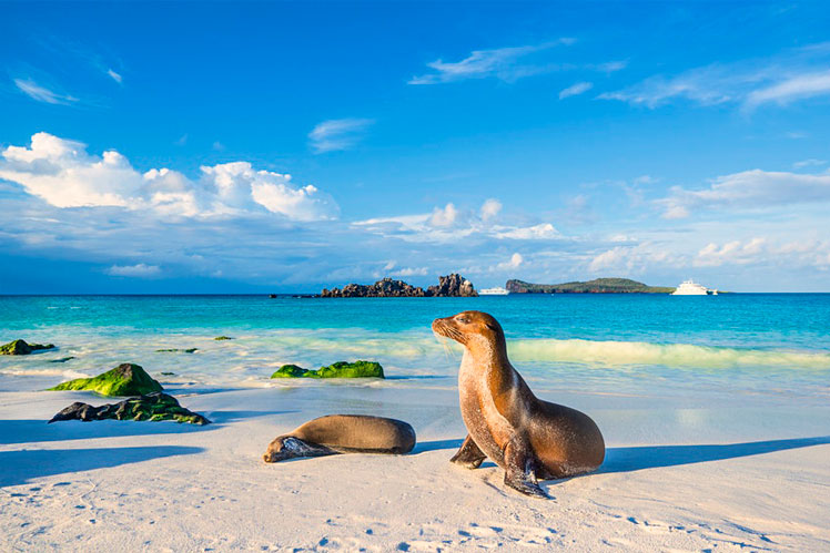 There is a host of unusual species, like the Galapagos sea lion, in the Galápagos Islands © guenterguni / Getty Images