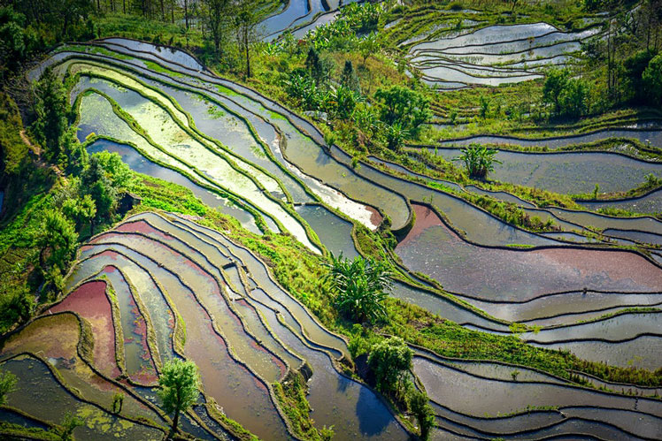 The best time to see the terraced rice fields in Yuanyang is January © Weeraporn Puttiwongrak/Shutterstock