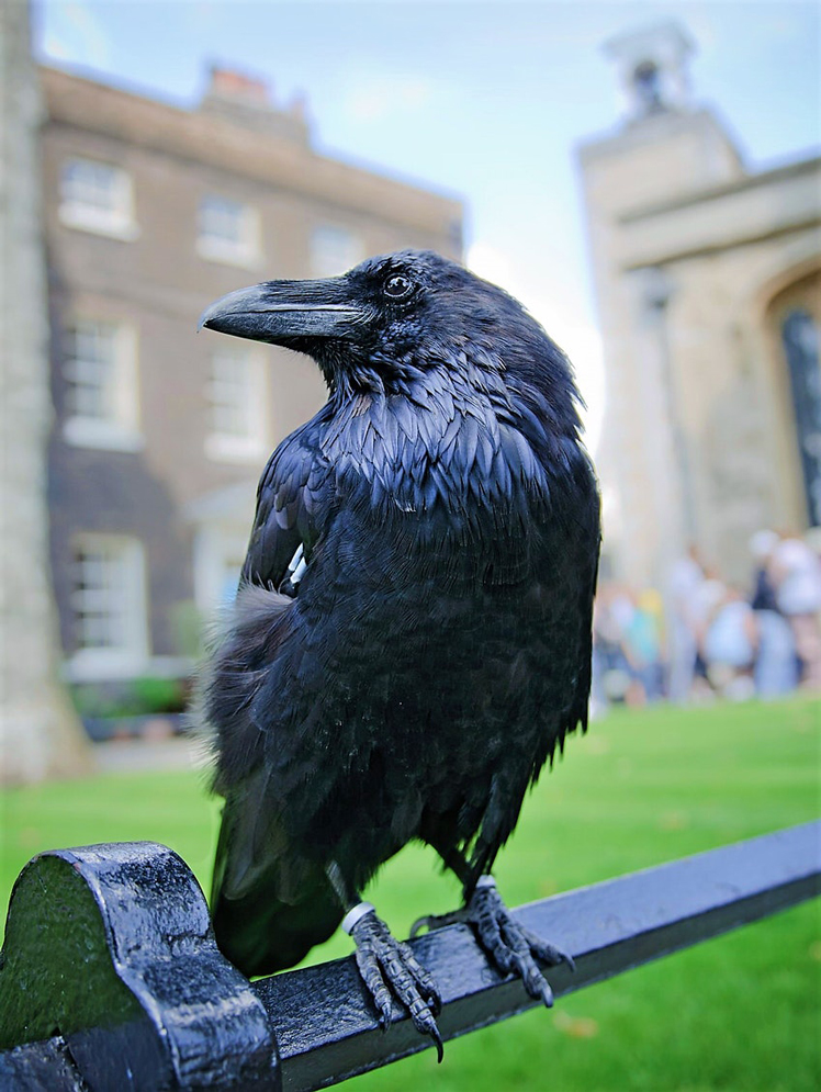 The ravens are about as exotic as the wildlife gets in the Tower of London these days © Anna Kucherova / Shutterstock