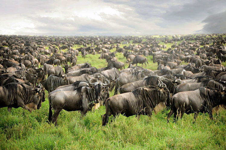The annual wildebeest migration is a huge draw for visitors to the Serengeti and Masai Mara © David Lazar / Getty Images