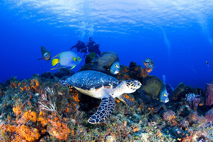 Travel to nearby Cozumel for incredible diving opportunities © J.S. Lamy / Shutterstock