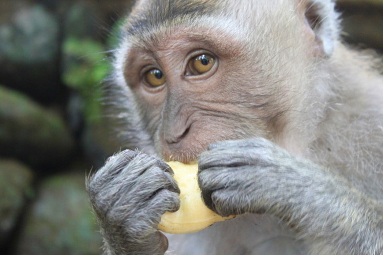 Bali's monkeys are known for their thievery © Samantha Chalker / Lonely Planet