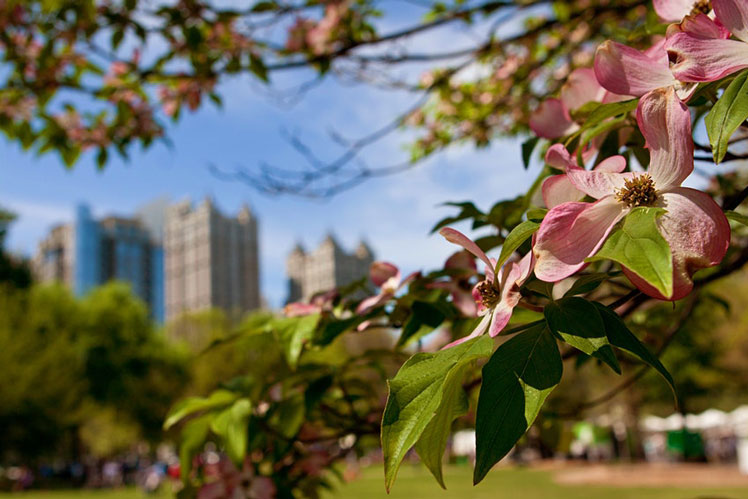 April is a wonderful time to watch the dogwood blossom in Atlanta © Blulz60 / Getty Images / iStockphoto