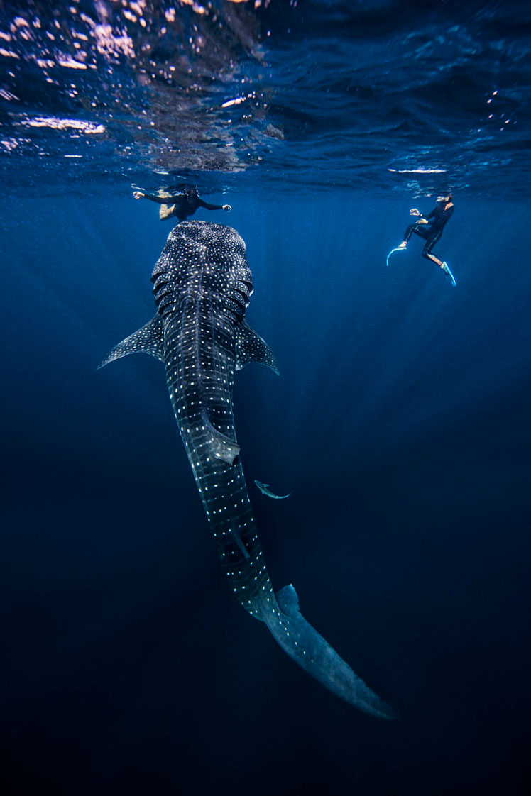 Shoulder season is ideal for whale shark watching near Cancún © Ken Kiefter / Getty Images/Cultura RF