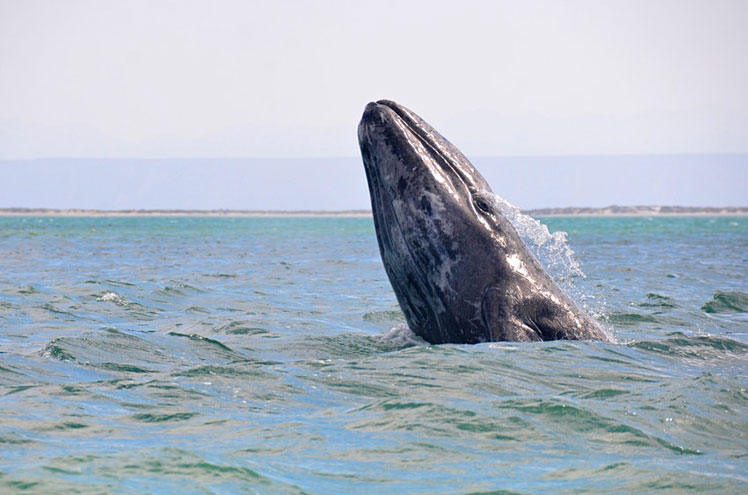 Seeing the grey whales that take sanctuary in the Sea of Cortez in February is truly a bucket-list experience ©Monika Shields/500px