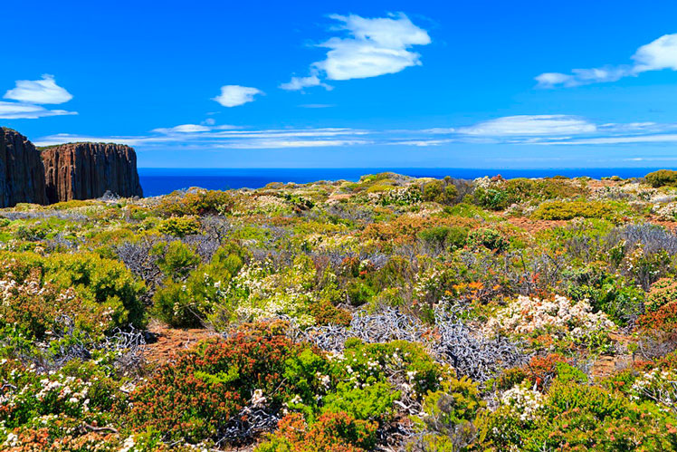 In September wildflowers explode across southern Australia © Catherine Sutherland / Lonely Planet